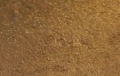 Heer M35 DD Helmet thumbnail