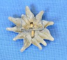 Heer Edelweiss for the Gebirgsjäger Visor Cap thumbnail