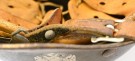 Heer M40 SD Helmet thumbnail